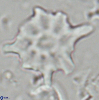 Discoaster falcatus 23400
