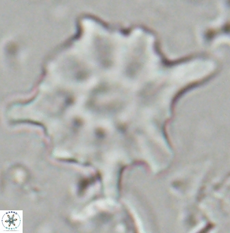 Discoaster falcatus 23400