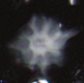 Discoaster falcatus 23401