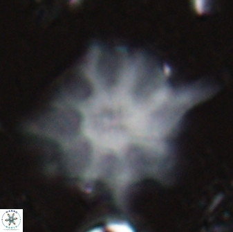 Discoaster falcatus 23401