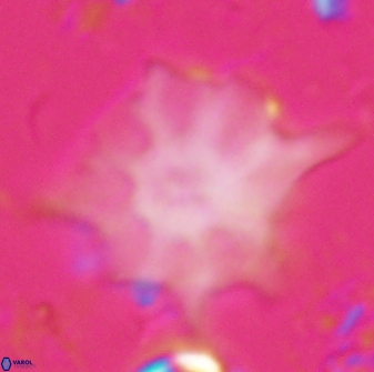 Discoaster falcatus 23402