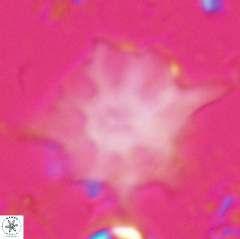 Discoaster falcatus 23402