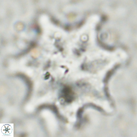 Discoaster falcatus 49436