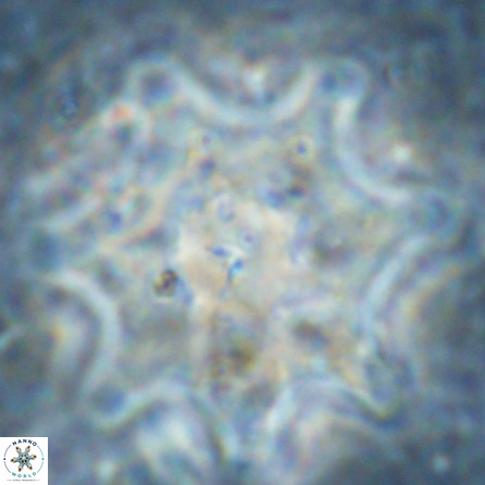 Discoaster falcatus 49438