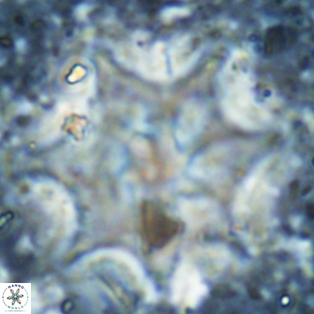 Discoaster falcatus 49439