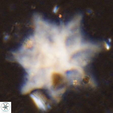 Discoaster falcatus 49441