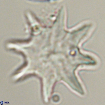 Discoaster falcatus 56795