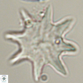Discoaster falcatus 56795