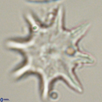 Discoaster falcatus 56796