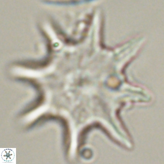 Discoaster falcatus 56796
