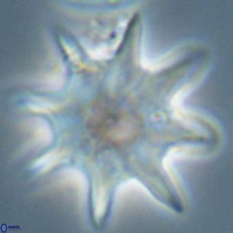 Discoaster falcatus 56797