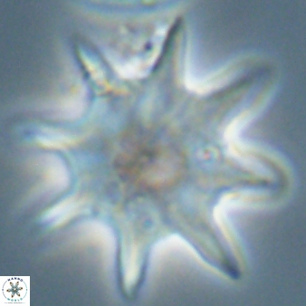 Discoaster falcatus 56797