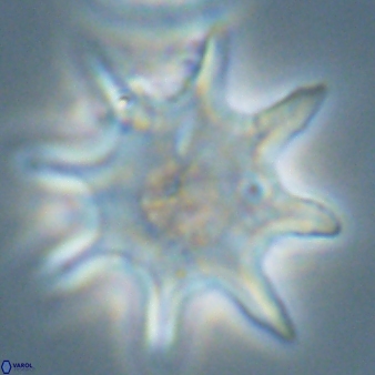 Discoaster falcatus 56798