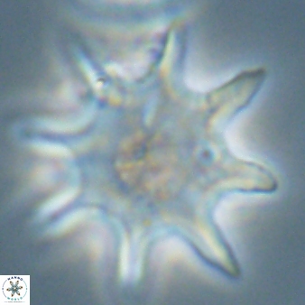 Discoaster falcatus 56798
