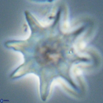 Discoaster falcatus 56799