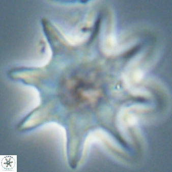 Discoaster falcatus 56799