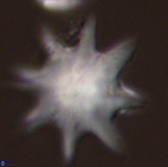 Discoaster falcatus 56804
