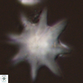 Discoaster falcatus 56804