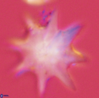 Discoaster falcatus 56805