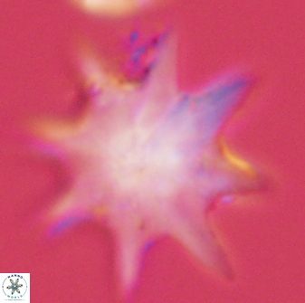 Discoaster falcatus 56805