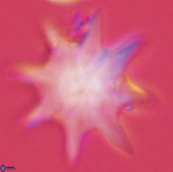 Discoaster falcatus 56806
