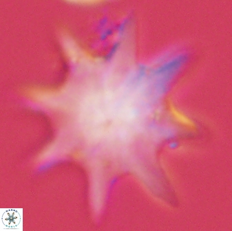 Discoaster falcatus 56806