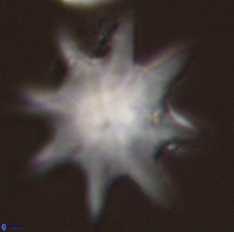 Discoaster falcatus 56807