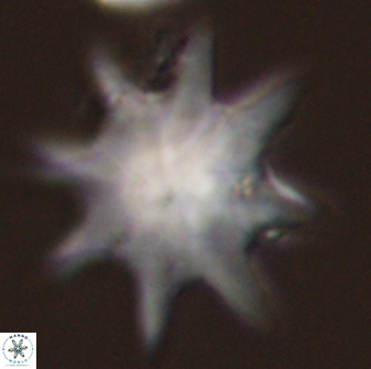 Discoaster falcatus 56807
