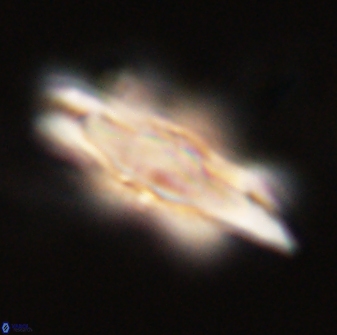 Discoaster falcatus 56808