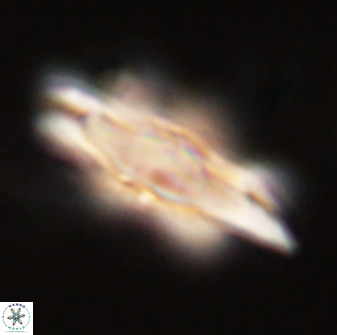 Discoaster falcatus 56808