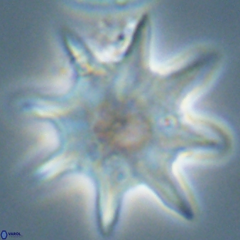 Discoaster falcatus 56800