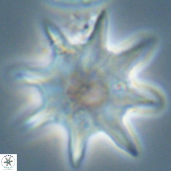 Discoaster falcatus 56800