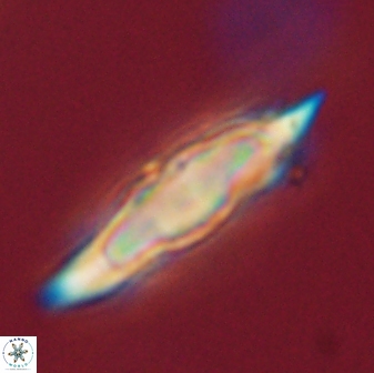 Discoaster falcatus 56811