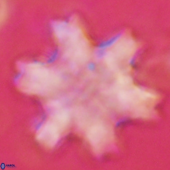 Discoaster soyhnii VR 17197