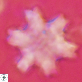 Discoaster soyhnii VR 17197