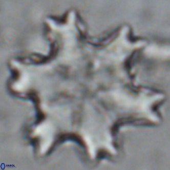 Discoaster soyhanii VR 17202