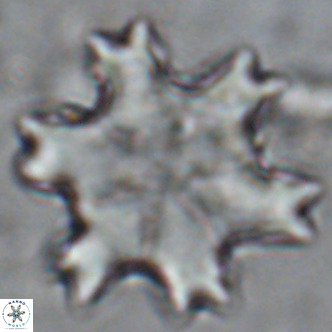 Discoaster soyhanii VR 17202