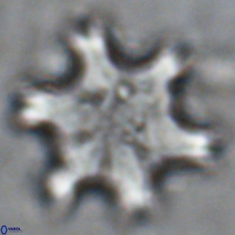 Discoaster soyhanii VR 17203