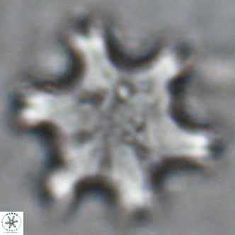 Discoaster soyhanii VR 17203
