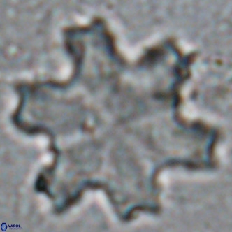 Discoaster soyhanii VR 17204