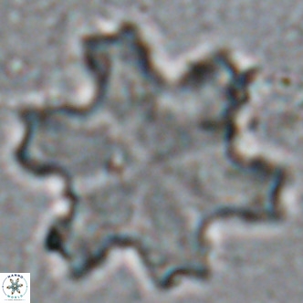 Discoaster soyhanii VR 17204