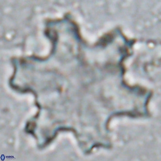 Discoaster soyhanii VR 17205