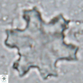 Discoaster soyhanii VR 17205