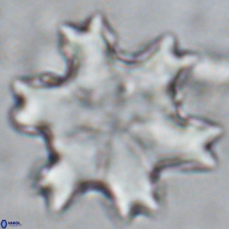 Discoaster soyhanii VR 17206