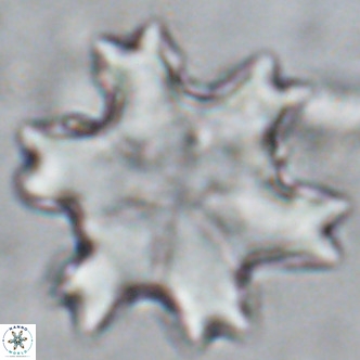 Discoaster soyhanii VR 17206