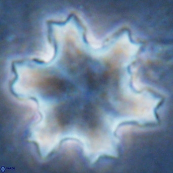 Discoaster soyhanii VR 17207