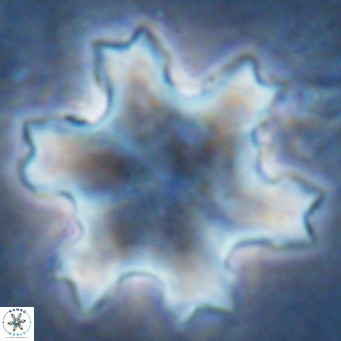 Discoaster soyhanii VR 17207