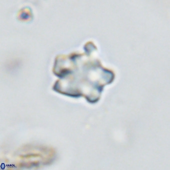 Discoaster gardiae VR 18631