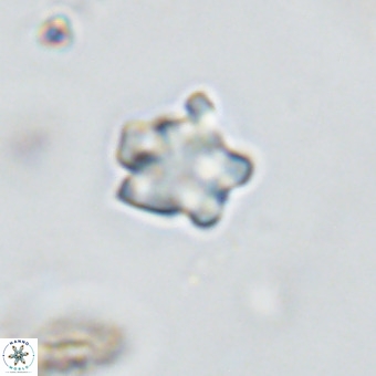 Discoaster gardiae VR 18631