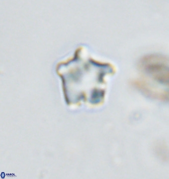 Discoaster gardiae VR 18632